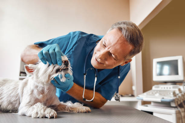 Best Emergency Dental Care for Broken or Chipped Teeth in Ocean Springs, MS